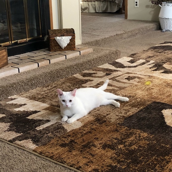 🌹Meet your Posher, Kelly - Picture 12 of 15